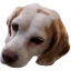 Beaglecraft icon